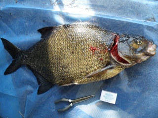 Lahna 4,59 kg