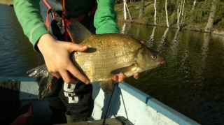 Lahna 1,10 kg