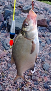 Lahna 450 g