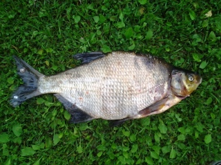 Lahna 1,54 kg