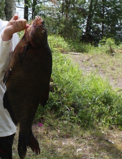 Lahna 3,70 kg