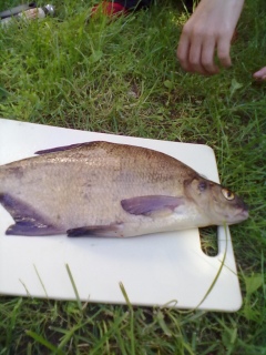Lahna 1,25 kg