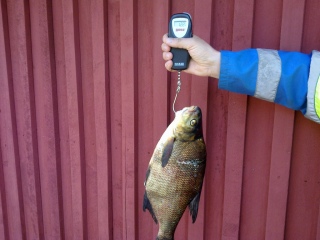 Lahna 1,22 kg