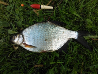 Pasuri 150 g