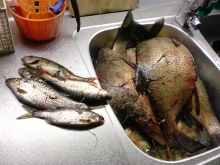Lahna 8,30 kg