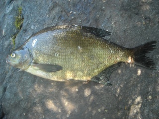 Lahna 1,50 kg