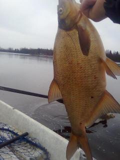 Lahna 1,46 kg