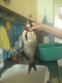 Lahna 1,25 kg