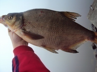 Lahna 1,40 kg