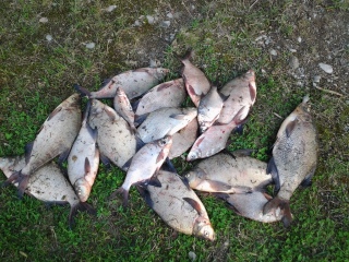Lahna 10,50 kg