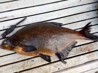 Lahna 3,57 kg
