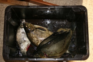 Lahna 2,70 kg