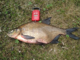 Lahna 1,57 kg