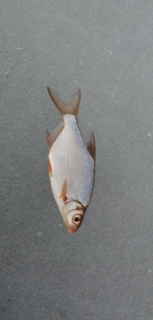 Pasuri 60 g