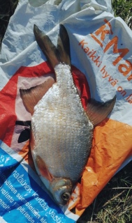 Lahna 1,22 kg