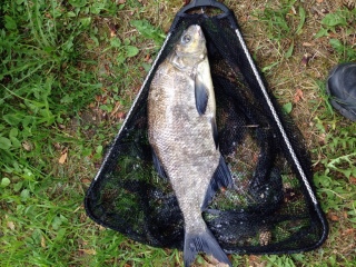 Lahna 1,49 kg