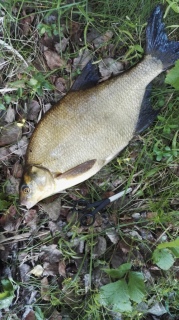 Lahna 1,40 kg