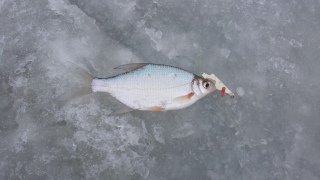 Pasuri 100 g