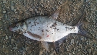 Lahna 150 g