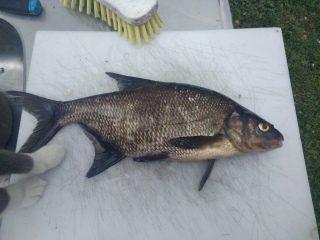 Lahna 680 g