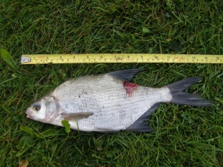 Lahna 520 g