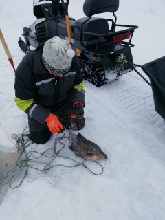 Lahna 2,22 kg