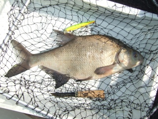 Lahna 1,50 kg
