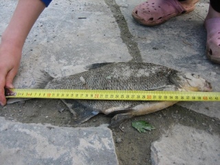 Lahna 1,20 kg