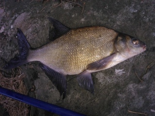 Lahna 670 g