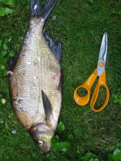 Lahna 1,00 kg
