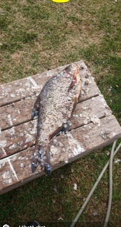 Lahna 2,00 kg