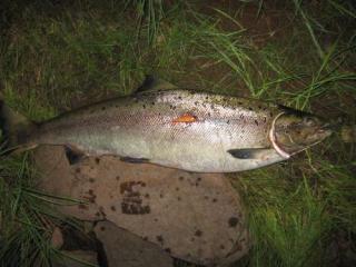 Merilohi 8,48 kg