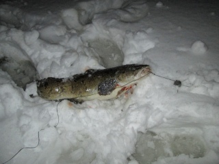 Made 3,00 kg