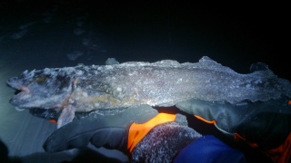 Made 1,10 kg