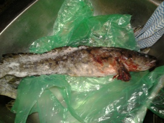 Made 670 g