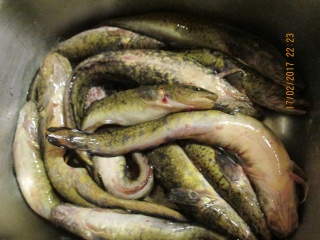 Made 4,00 kg