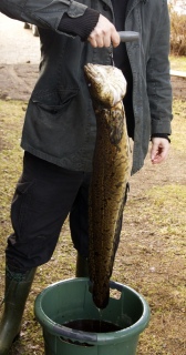 Made 4,48 kg