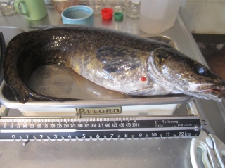 Made 1,27 kg