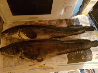 Made 2,68 kg