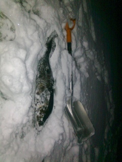 Made 6,70 kg