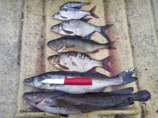 Made 1,10 kg