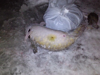 Made 3,50 kg