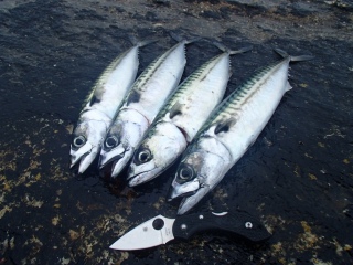 Makrilli 2,00 kg