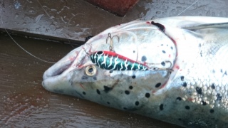 Merilohi 6,70 kg