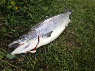 Merilohi 7,96 kg