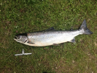 Merilohi 8,72 kg