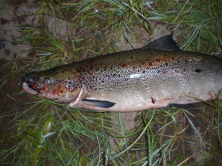 Merilohi 8,60 kg
