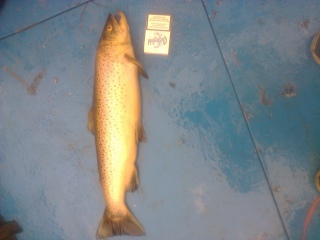 Meritaimen 2,20 kg