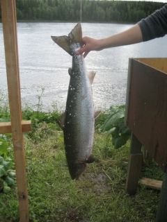 Merilohi 6,80 kg
