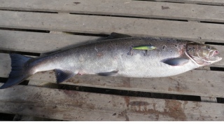 Merilohi 4,30 kg